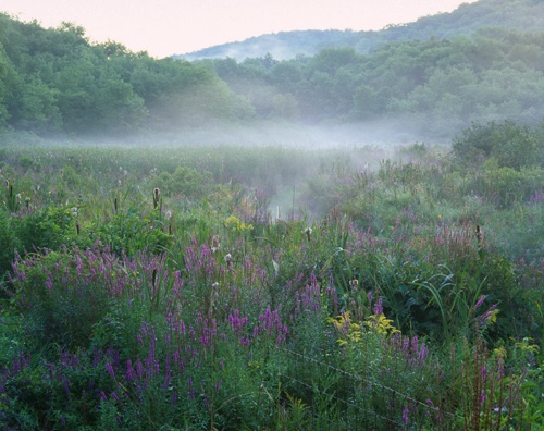 Summer Wildflowers, Sparta Montains, NJ Highlands Sussex County (MF).jpg